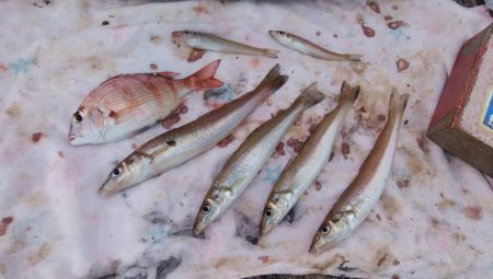 活性が戻り始めた播磨新島釣行