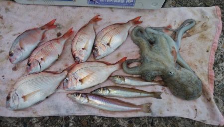 ３時間キスのアタリ無い播磨新島釣行