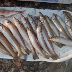 潮時が重要な播磨新島釣行