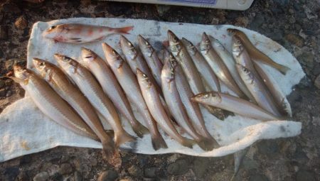 潮時が重要な播磨新島釣行