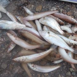 朝から爆釣続く播磨新島釣行