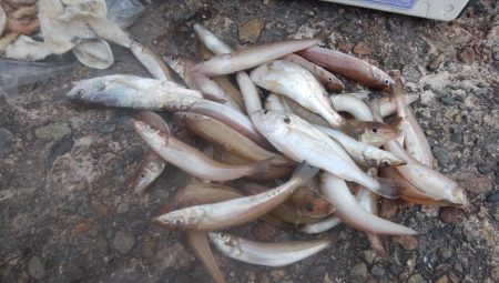 朝から爆釣続く播磨新島釣行