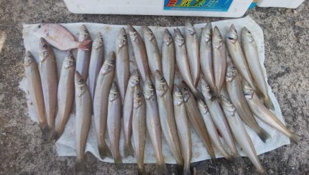 好釣果続く播磨新島釣行