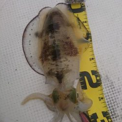 ボートエギング２