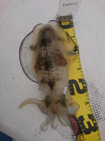 ボートエギング２