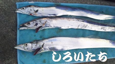 タチウオからのツバス