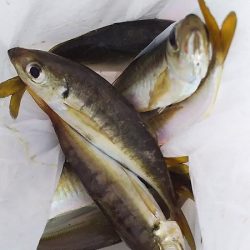 チヌ狙いがいつの間にかアジ釣りに・・・・