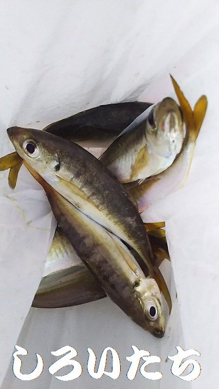 チヌ狙いがいつの間にかアジ釣りに・・・・