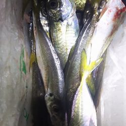 アジ釣りに行く。