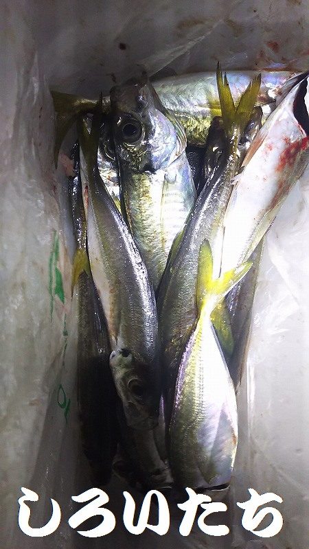 アジ釣りに行く。