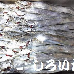 爆釣!タチウオ。