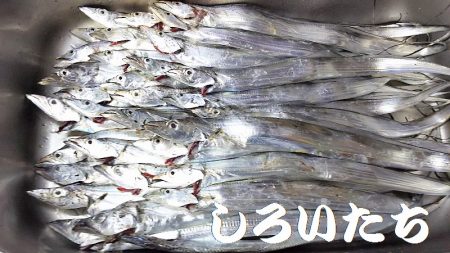 爆釣!タチウオ。