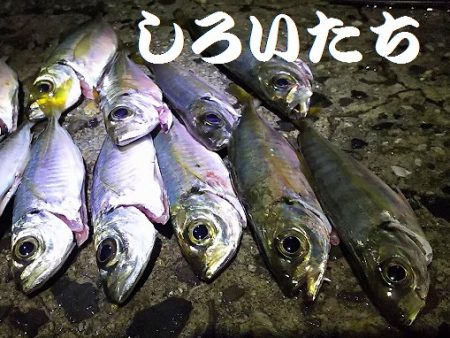 雨はアジが好調。