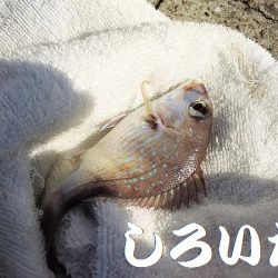 復活したようです。