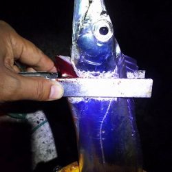 タチウオ釣り。いいサイズが釣れました。