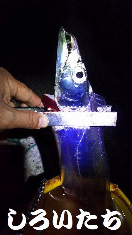 タチウオ釣り。いいサイズが釣れました。