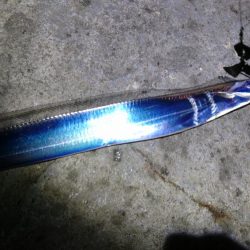 波止でタチウオ、エソ、地磯でアオリイカ