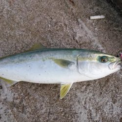 ジグでハマチ、テンヤでタチウオ