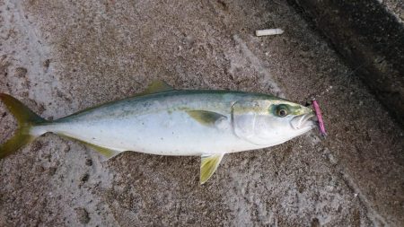 ジグでハマチ、テンヤでタチウオ