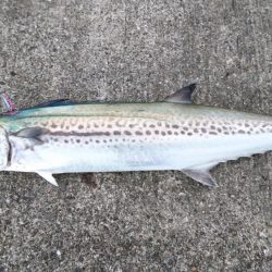 サワラ、タチウオ、ハマチ、アジ