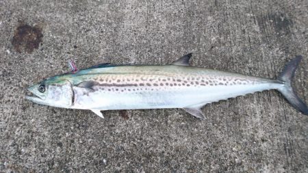 サワラ、タチウオ、ハマチ、アジ