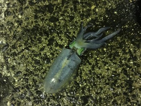 アオリイカ マズマズの大きさ