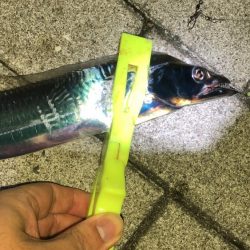 人でいっぱいシーサイドコスモ