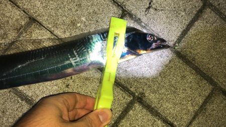 人でいっぱいシーサイドコスモ