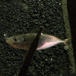 雨上がりのアジング