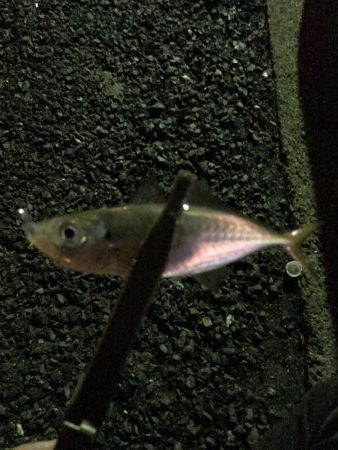 雨上がりのアジング