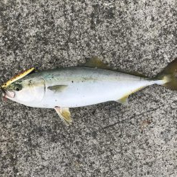 人工島で夕まずめ