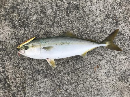 人工島で夕まずめ