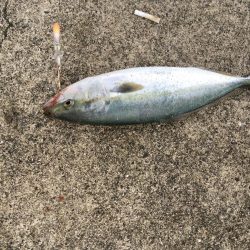 腹の中は片口イワシだらけ