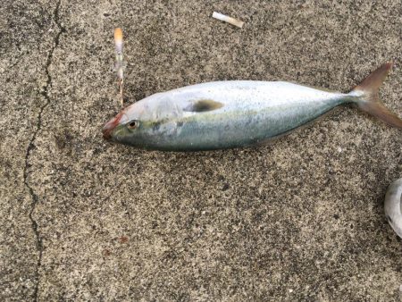 腹の中は片口イワシだらけ