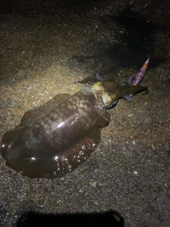 ナイトエギング