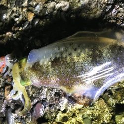 アオリ渋かった