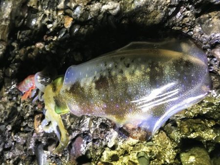 アオリ渋かった