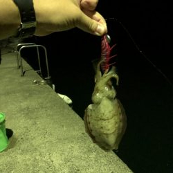 今季初エギング