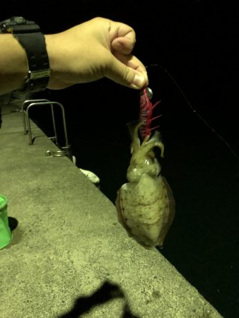 今季初エギング