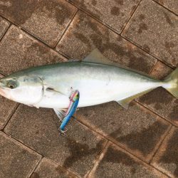 ハマチ1本　〜ボウズ脱出〜