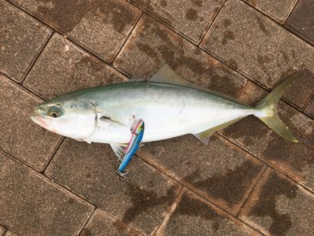 ハマチ1本　〜ボウズ脱出〜