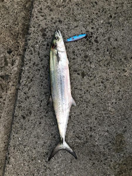 強風にも負けず