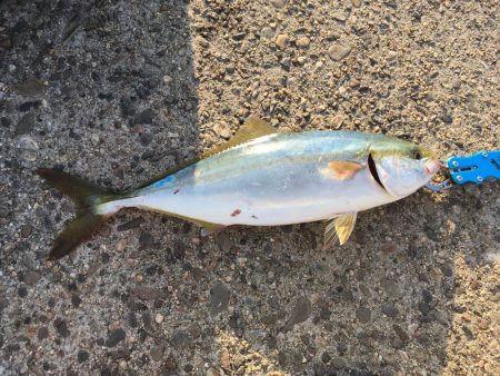 夕まずめハマチ