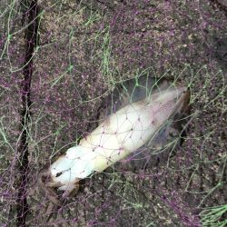 ヤエンで秋アオリイカまずまず♪