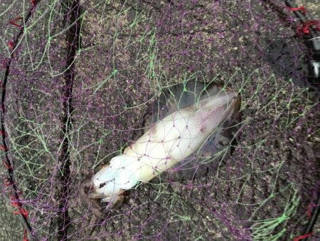 ヤエンで秋アオリイカまずまず♪