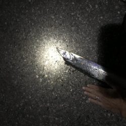 10月29日太刀魚、久しぶりの、２ケタ