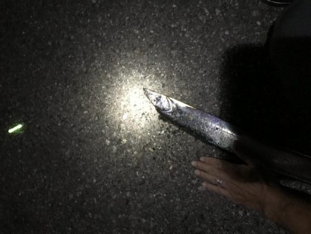 10月29日太刀魚、久しぶりの、２ケタ