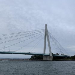 タチウオは何処へ