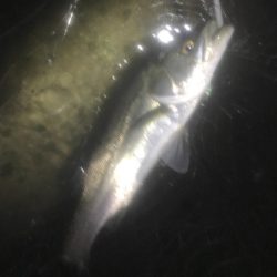 サヨリはいるも薄くなり