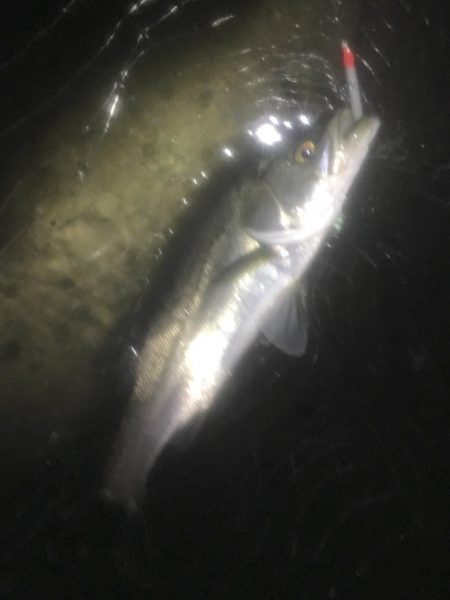 サヨリはいるも薄くなり